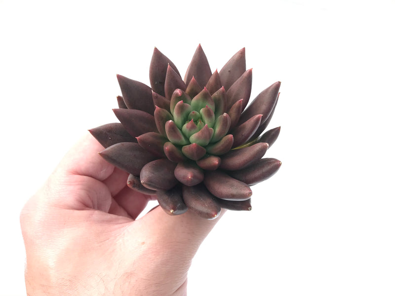 Echeveria Agavoides 'Shooting Star' 4" Selected Clone Succulent Plant