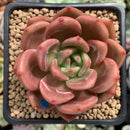 Echeveria Agavoides 'Baekya' 2" Succulent Plant