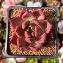 Echeveria Agavoides 'Chanel Pink' 2" Succulent Plant