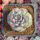 Echeveria 'Hearts Choice' 2" Succulent Plant