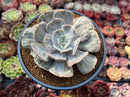 Echeveria 'Lilacina' Marble Variegated 4" Succulent Plant