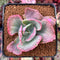 Echeveria 'Flying Cloud' Variegated 2"-3" Succulent Plant