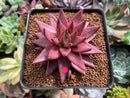 Echeveria Agavoides 'Sirius' 3"-4” Succulent Plant