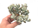 Cotyledon 'Orbiculata' Cluster 5" Large Succulent Plant