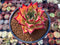Echeveria Agavoides 'Ebony' 3" Succulent Plant
