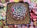 Echeveria 'Zaragoza' Hybrid 2"-3" Succulent Plant