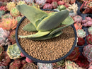 Crassula 'Falcata' Variegated 3"-4" Succulent Plant