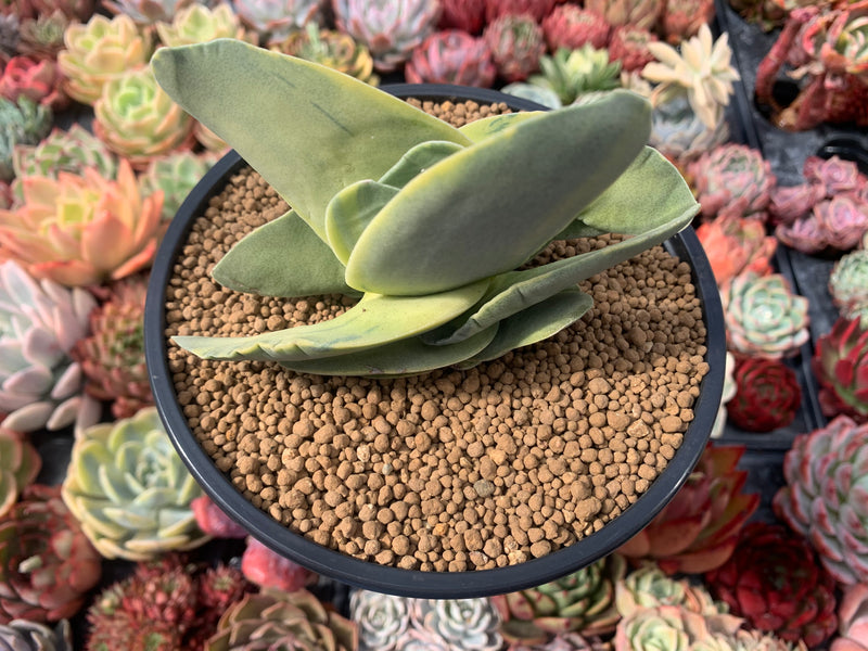 Crassula 'Falcata' Variegated 3"-4" Succulent Plant