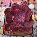 Echeveria 'Hanaikada' Non-Variegated 2"-3" Succulent Plant