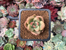 Echeveria 'Avocado Cream' Small 1" Succulent Plant