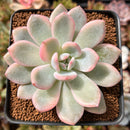 Echeveria 'Orange Monroe' Variegated 2"-3" Succulent Plant
