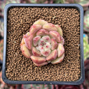Echeveria 'Herbion' 1" Succulent Plant