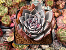Echeveria 'Cuspidata v. Parrasensis' 3" Powdery Succulent Plant