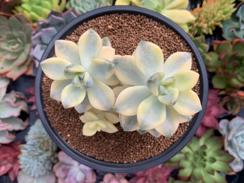 variegated titubans succulent Graptoveria 'Titubans' Variegated 4" Cluster Succulent Plant – True Succulents Plant Co