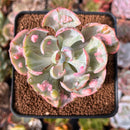 Echeveria 'Beyonce' Variegated 2" Succulent Plant