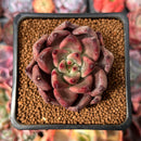 Echeveria Agavoides 'Shaikh' 2" Succulent Plant