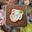 Echeveria 'Berkley Light' Variegated 1” Succulent Plant