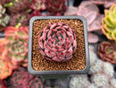 Echeveria Agavoides 'Nomad' 1" Succulent Plant