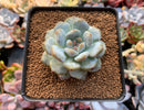 Echeveria 'Orange Monroe' 2" Succulent Plant