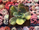 Echeveria 'Blue Metal' Variegated 2" Succulent Plant