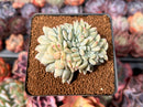 Echeveria 'Monroe' Crested 3" Succulent Plant