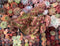 Aeonium 'Halloween' Crested Cluster Large 7"+ Succulent Plant