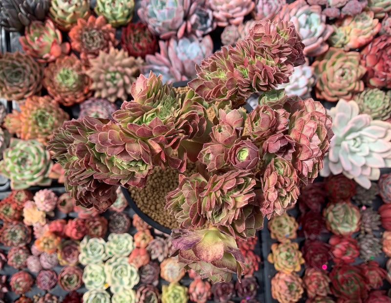 Aeonium 'Halloween' Crested Cluster Large 7