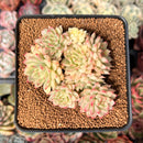 Echeveria 'Mebina' Variegated 3" Cluster Succulent Plant