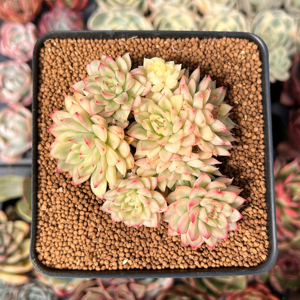 Echeveria 'Mebina' Variegated 3" Cluster Succulent Plant