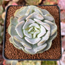 Echeveria 'Heart Angel' 2" Succulent Plant