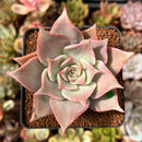Echeveria 'Madiba' 2" Succulent Plant