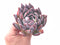 Echeveria Colorata 4” Rare Succulent Plant