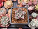 Echeveria 'Rosewing' 1" New Hybrid Small Succulent Plant