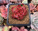 Echeveria Agavoides 'Fire Pillar' 1" Succulent Plant