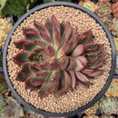 Echeveria Agavoides 'Red Bell' 5" Succulent Plant