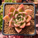 Echeveria Agavoides 'Sukyong' 2" Succulent Plant