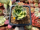 Echeveria 'Nicksana' Variegated 1" Cutting Succulent Plant
