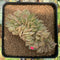 Echeveria 'Lucinda' Crested 2"-3" Succulent Plant