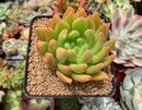 Echeveria Agavoides 'Marang' 3" Succulent Plant