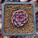 Echeveria 'Honky' 1" Small Succulent Plant