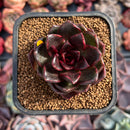 Echeveria 'Real Black' 2" New Hybrid Succulent Plant