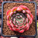 Echeveria 'Melanie' 2" Succulent Plant