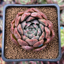 Echeveria 'Momentum' 2" Succulent Plant