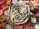 Echeveria 'Teirosa' 3"-4" Succulent Plant