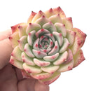 Echeveria ‘Maria’ 2”-3” Rare Succulent Plant
