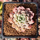 Echeveria Hybrid sp. 1"-2" Succulent Plant