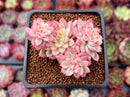 Echeveria 'Mebina' Variegated 2" Cluster Succulent Plant