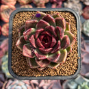 Echeveria Agavoides 'Black Rose' 2"-3" Succulent Plant