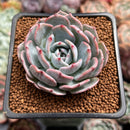 Echeveria 'Francia' 2" Air Magic Hybrid Succulent Plant