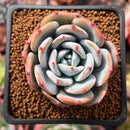 Echeveria 'Icy Purple' 2" Succulent Plant